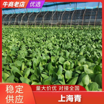 辽宁沈阳上海青百亩规模大棚生产大量上市欢迎联系