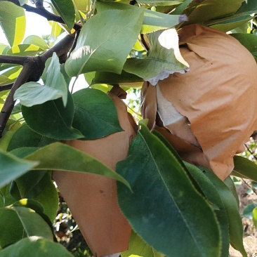 晚秋黄梨