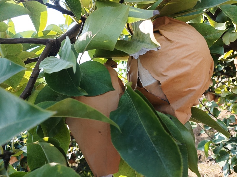晚秋黄梨