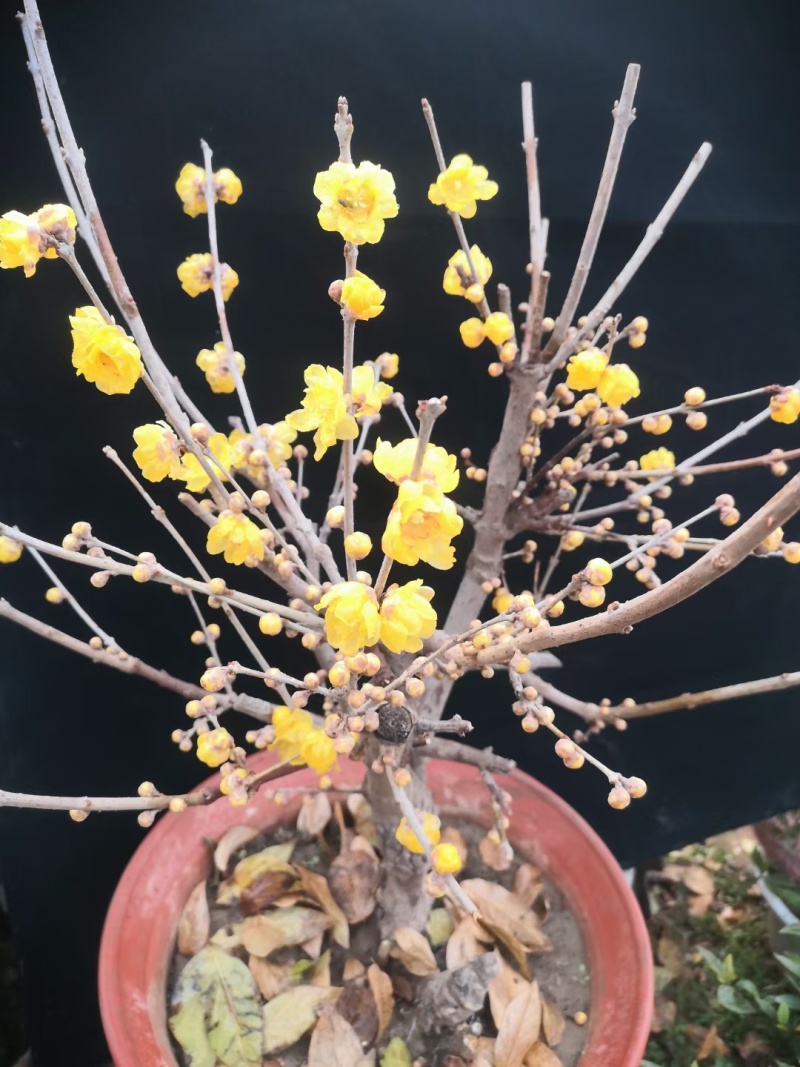 嫁接腊梅