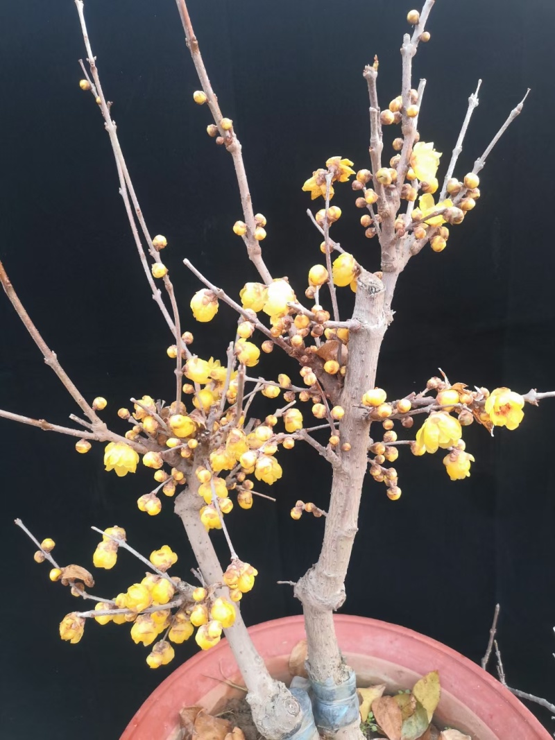 嫁接腊梅
