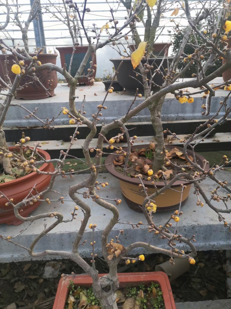 嫁接腊梅