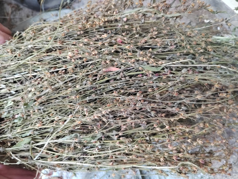 田基黄，田基黄水洗扎把