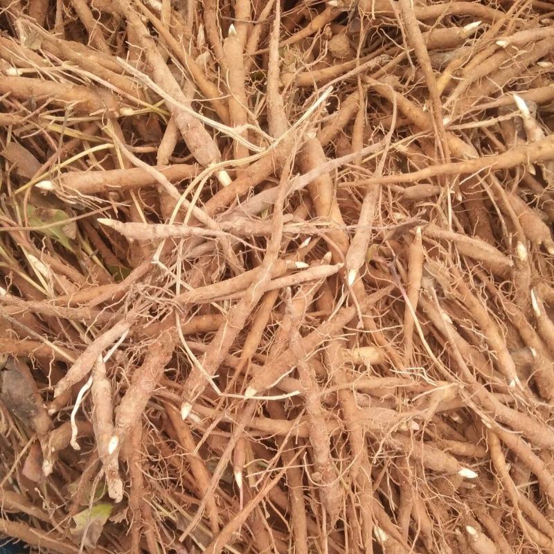 芍药苗山东芍药苗航天芍药苗白芍苗航天白芍