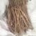 芍药苗山东芍药苗航天芍药苗白芍苗航天白芍