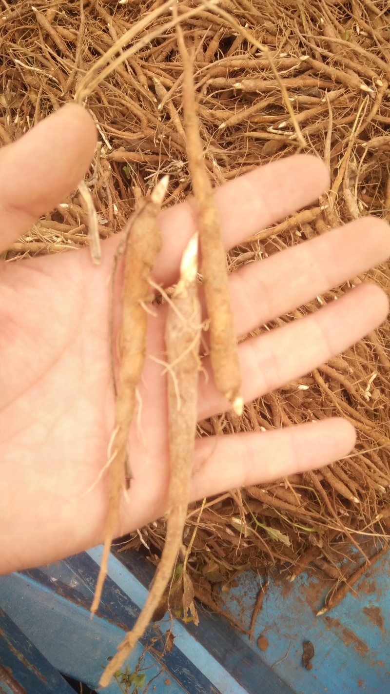 芍药苗山东芍药苗航天芍药苗白芍苗航天白芍