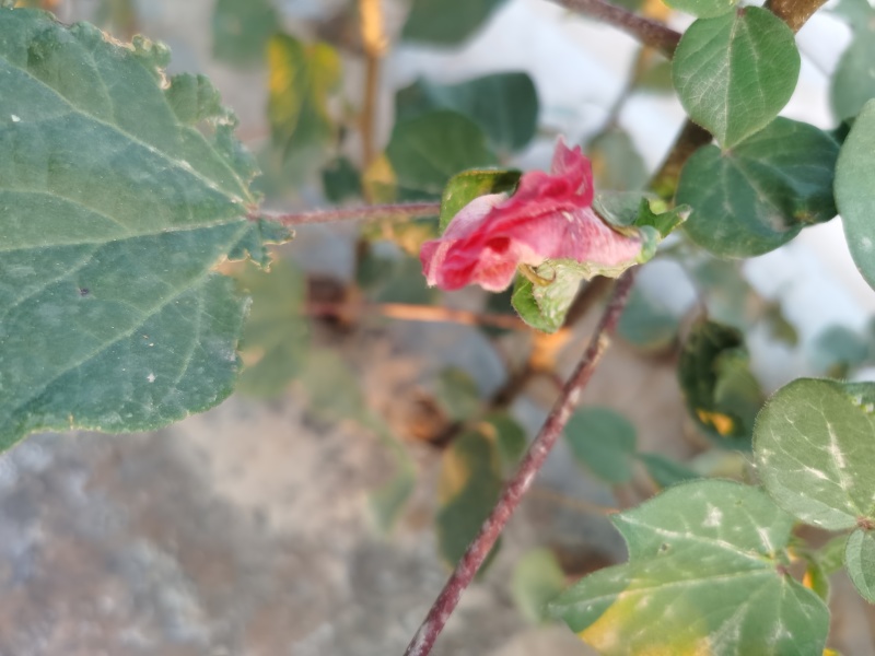 新疆棉花