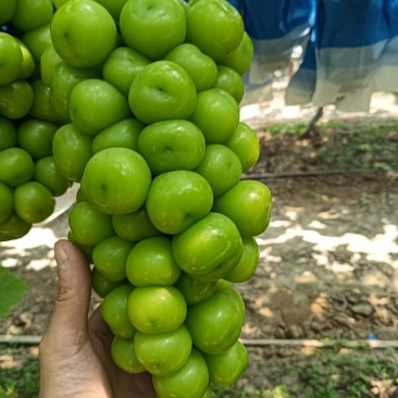 阳光玫瑰