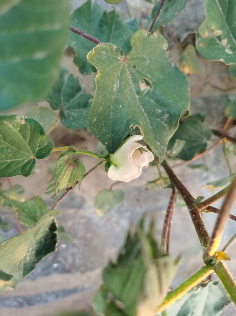 新疆棉花