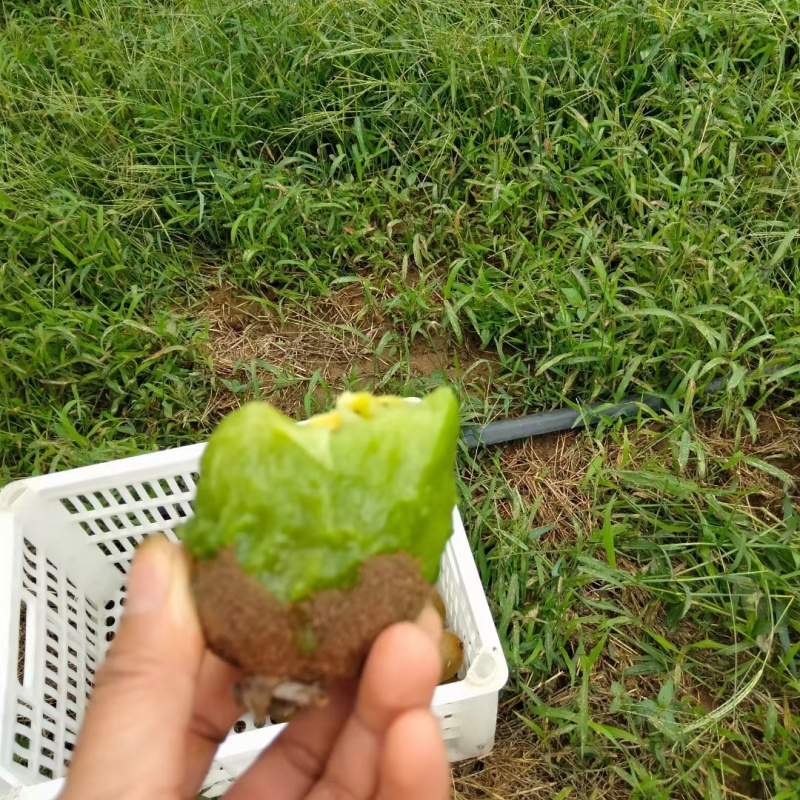 眉县徐香猕猴桃！酸甜刚刚好！支持一件代发！质量保证诚信交