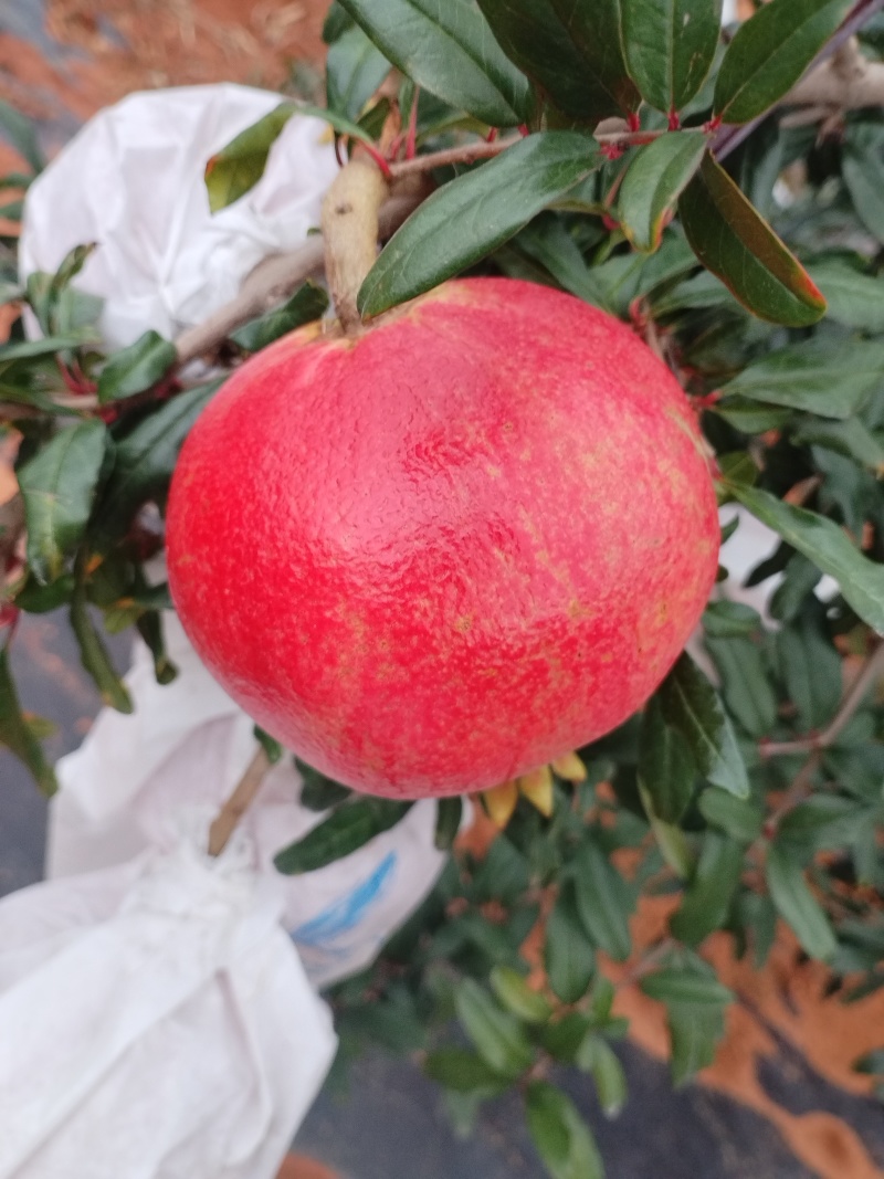 突尼斯软籽石榴