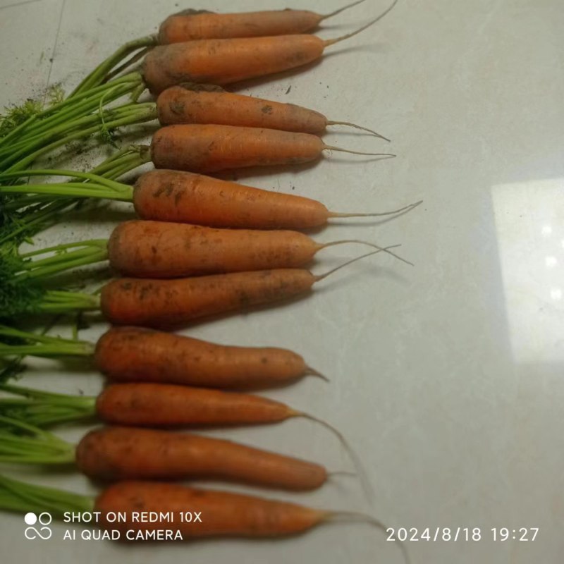 坝上精品胡萝卜口感好，色泽鲜，欢迎老板选购