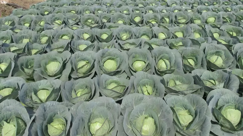 辽宁新民万亩甘蓝、圆包菜、牛心菜、紫甘蓝、大量供应