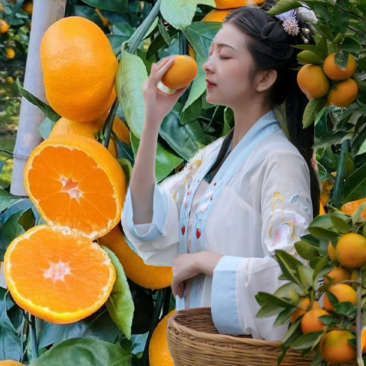 一件代发云南高山蜜橘对接抖音助农直播达人淘宝拼多多均可