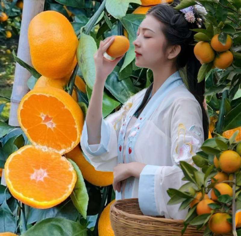 一件代发云南高山蜜橘对接抖音助农直播达人淘宝拼多多均可