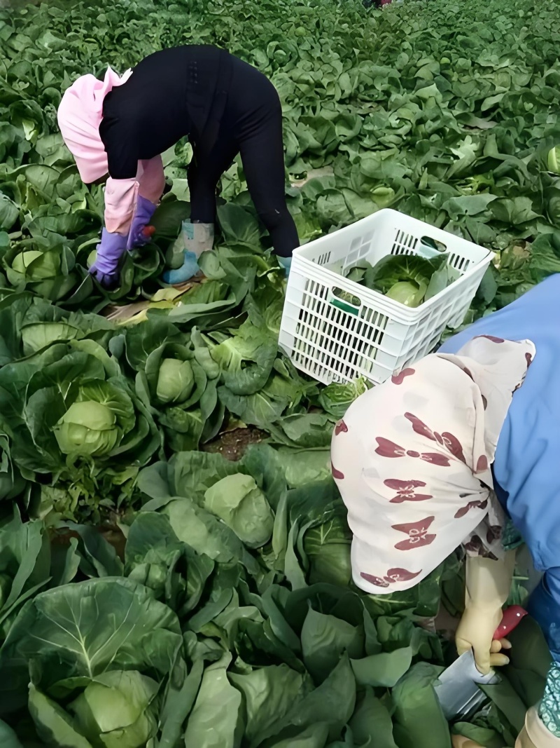 辽宁新民万亩甘蓝、圆包菜、牛心菜、紫甘蓝、大量供应