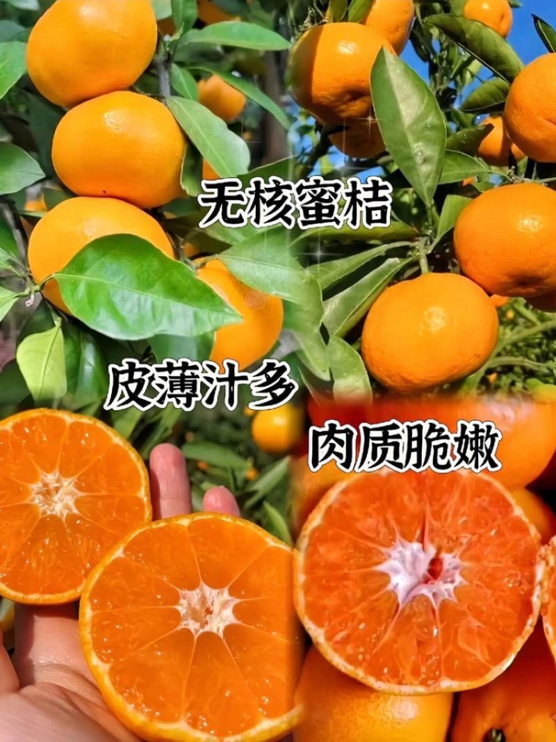 一件代发云南高山蜜橘对接抖音助农直播达人淘宝拼多多均可