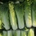 水果白菜种子直筒青麻叶型白菜籽高产量抗病早熟秋季蔬菜种籽