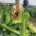 水果白菜种子直筒青麻叶型白菜籽高产量抗病早熟秋季蔬菜种籽
