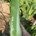 水果白菜种子直筒青麻叶型白菜籽高产量抗病早熟秋季蔬菜种籽