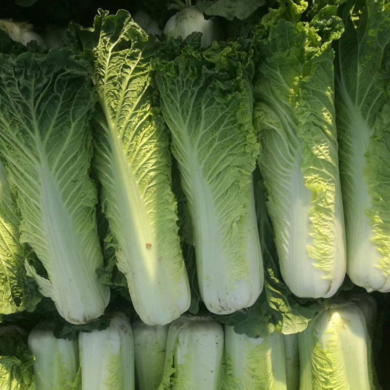 水果白菜种子直筒青麻叶型白菜籽高产量抗病早熟秋季蔬菜种籽