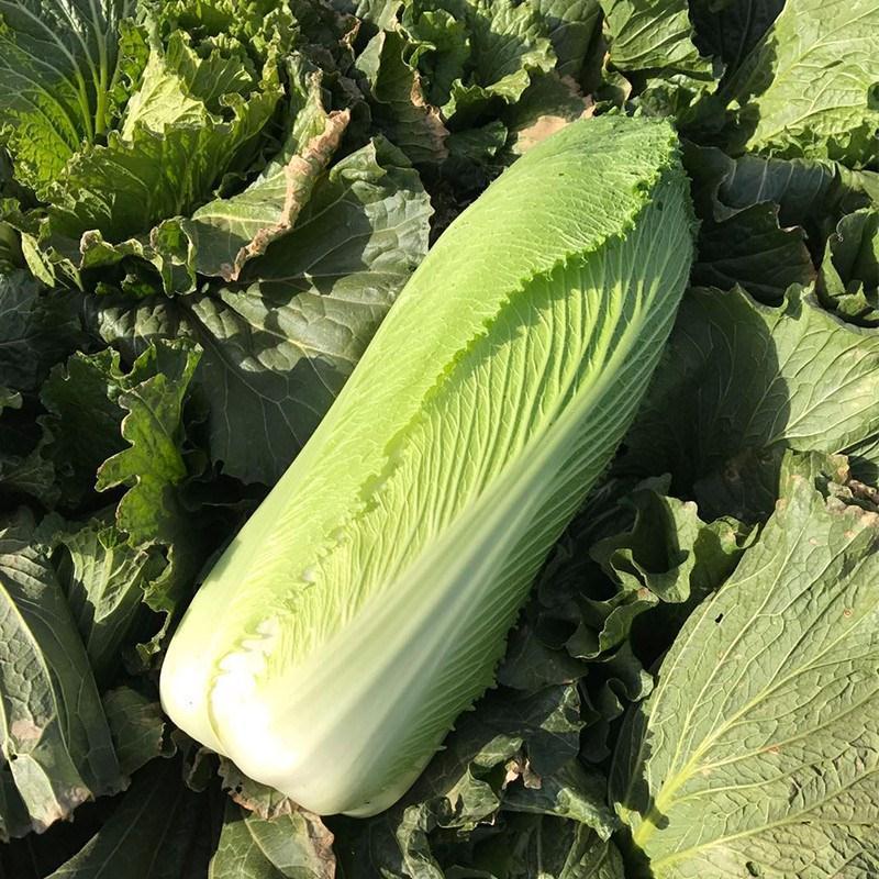 水果白菜种子直筒青麻叶型白菜籽高产量抗病早熟秋季蔬菜种籽
