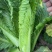 水果白菜种子直筒青麻叶型白菜籽高产量抗病早熟秋季蔬菜种籽