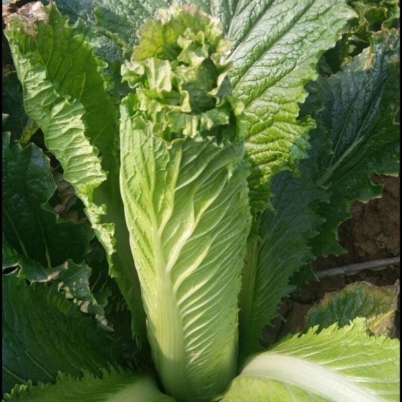 水果白菜种子直筒青麻叶型白菜籽高产量抗病早熟秋季蔬菜种籽