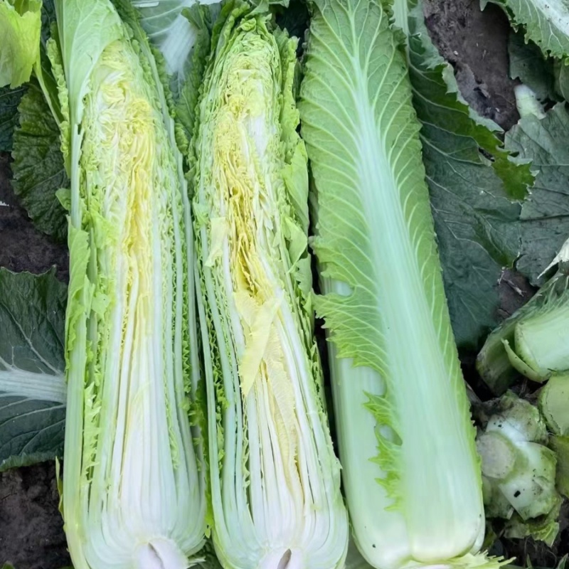 水果白菜种子直筒青麻叶型白菜籽高产量抗病早熟秋季蔬菜种籽
