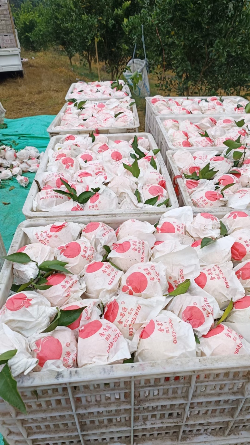 四川大基地耙耙柑大量上中需要的联系。货源充足，质量好