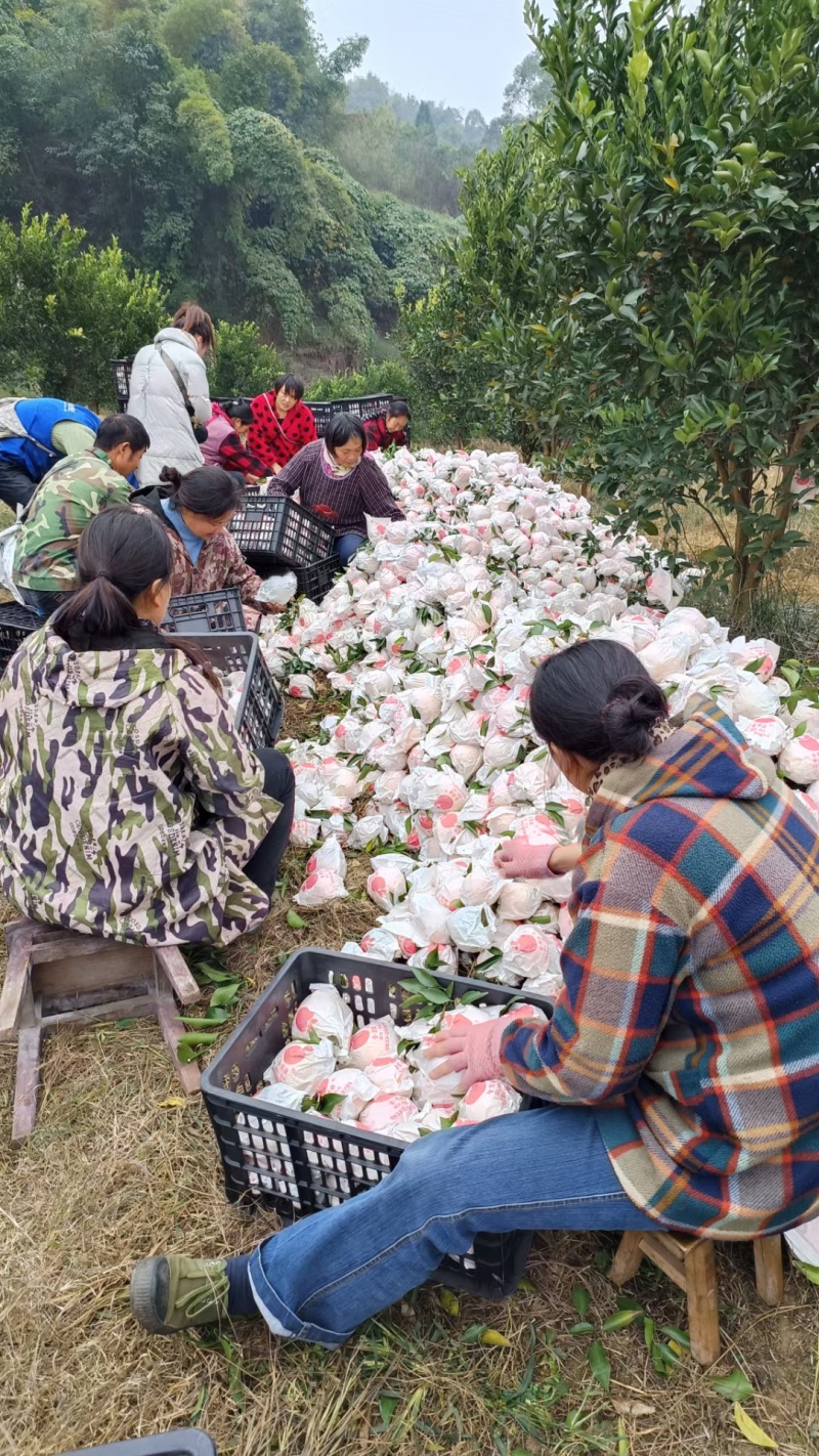 四川大基地耙耙柑大量上中需要的联系。货源充足，质量好