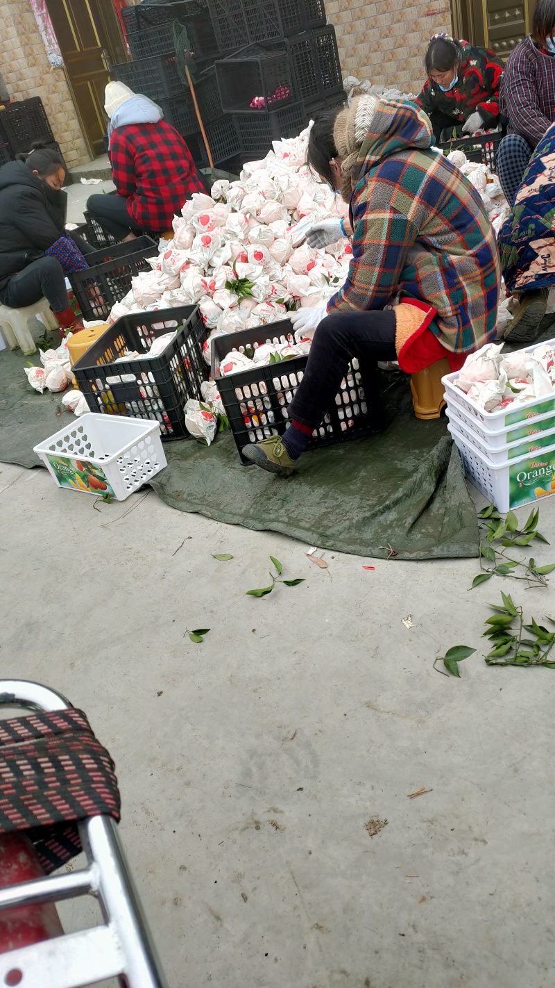 四川大基地耙耙柑大量上中需要的联系。货源充足，质量好