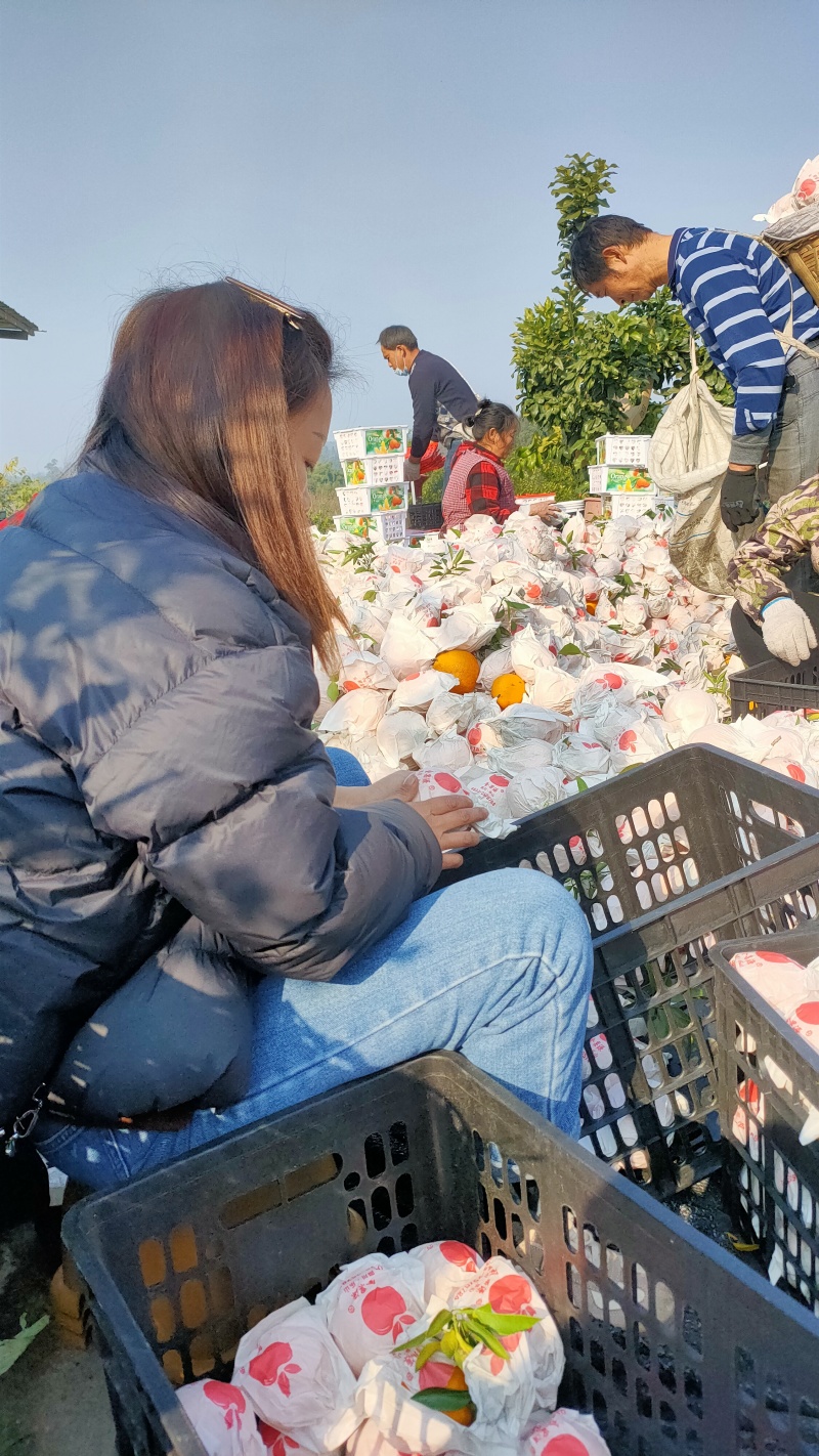 四川大基地耙耙柑大量上中需要的联系。货源充足，质量好