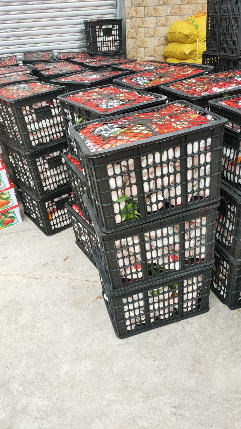 四川大基地耙耙柑大量上中需要的联系。货源充足，质量好