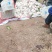 四川大基地耙耙柑大量上中需要的联系。货源充足，质量好