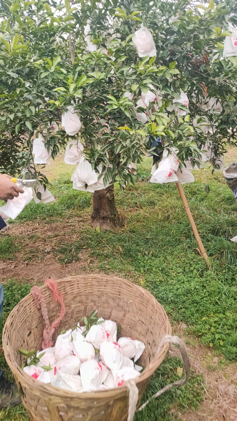 四川大基地耙耙柑大量上中需要的联系。货源充足，质量好