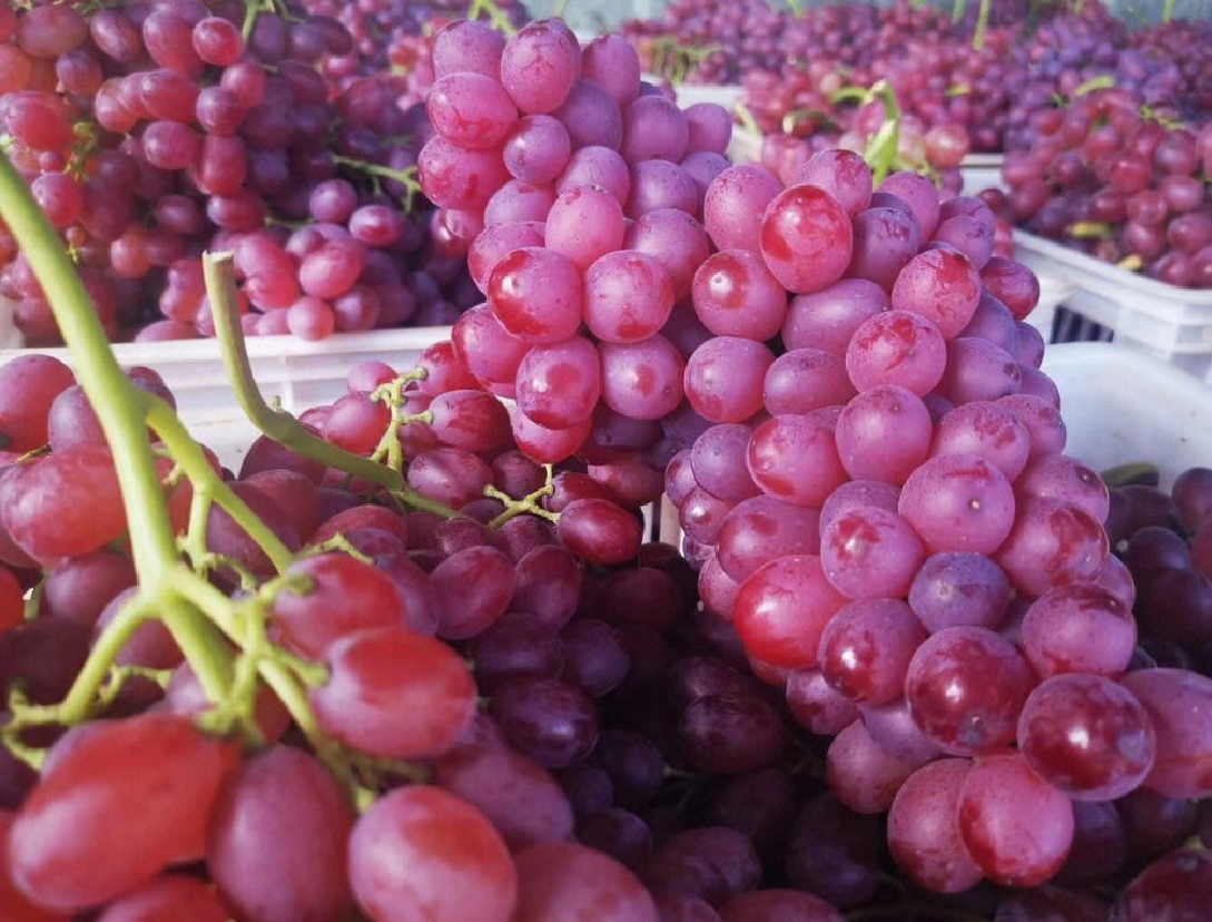 克伦生葡萄果穗特写,展示其鲜红果粒和紧密排列的果实 克伦生葡萄果穗特写