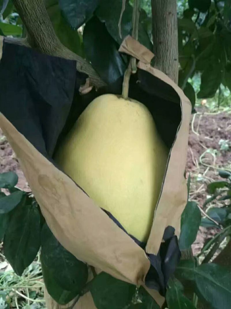 精品红心柚一手货源有出口资质量大从优诚信经营欢迎咨询