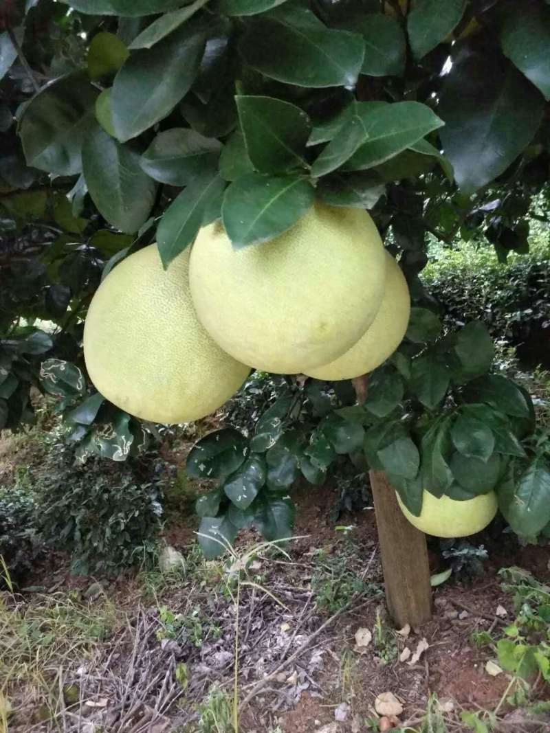 精品红心柚一手货源有出口资质量大从优诚信经营欢迎咨询