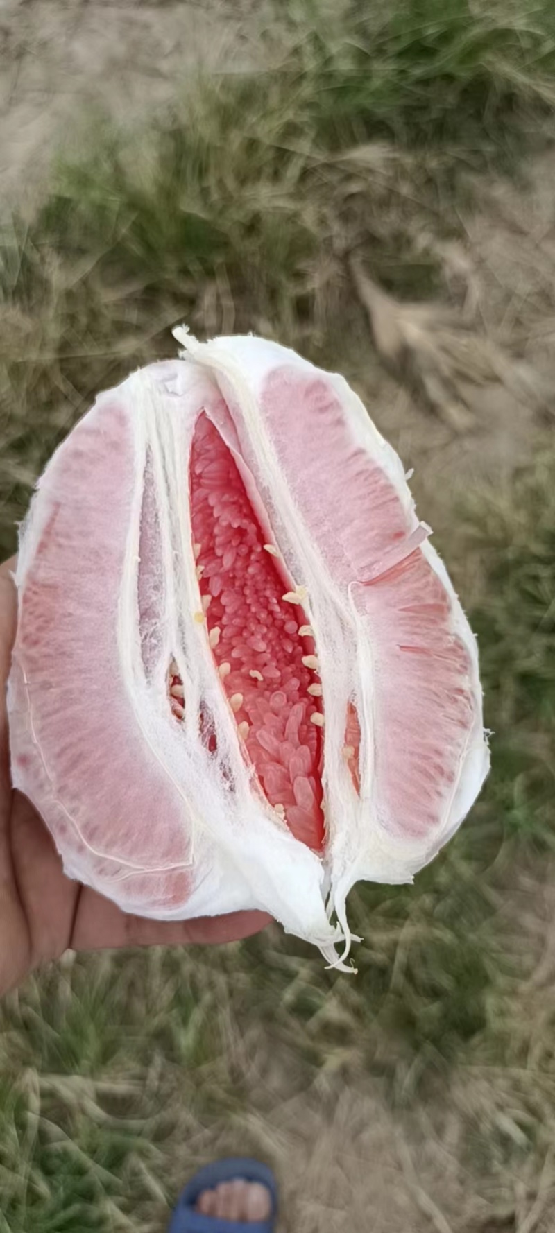 精品红心柚一手货源有出口资质量大从优诚信经营欢迎咨询