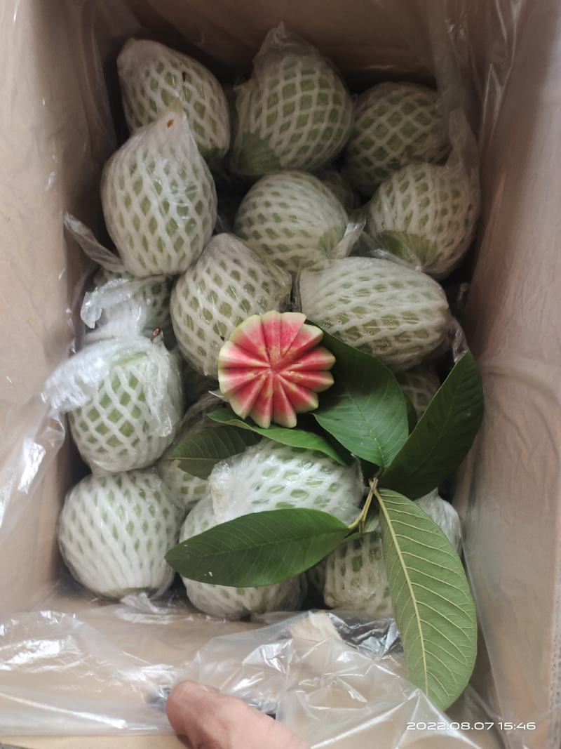 广东，西瓜红，红心番石榴，大量可以供应货量