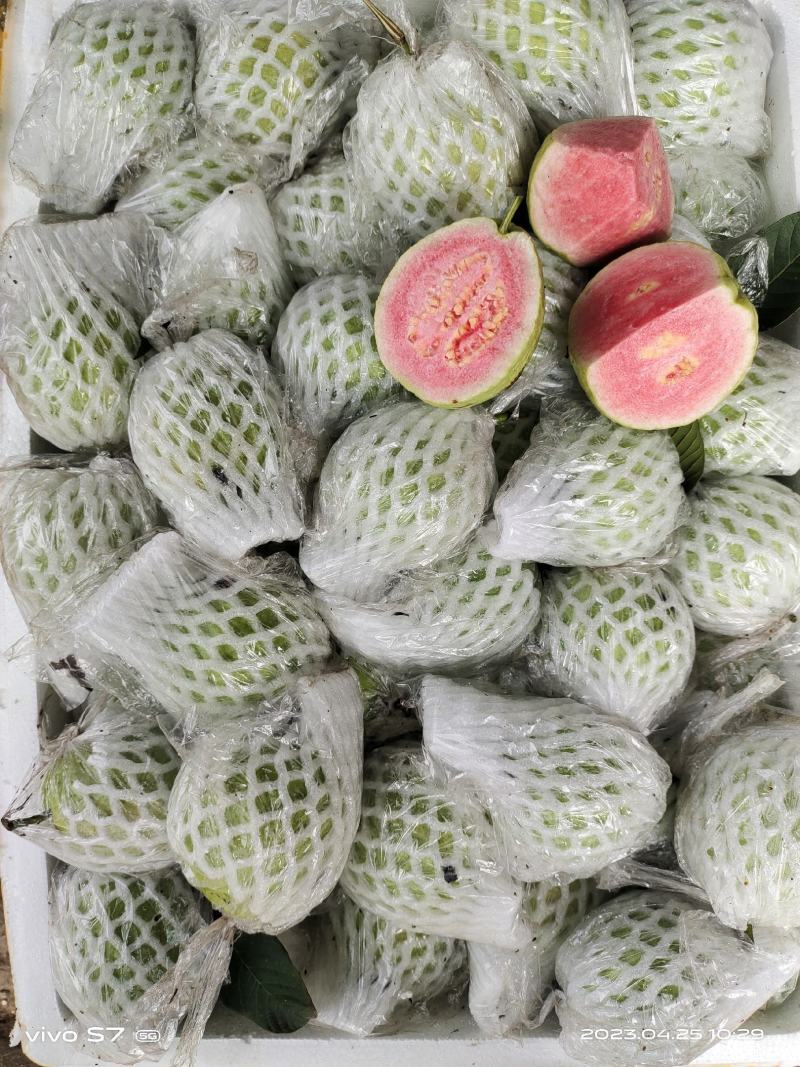 广东，西瓜红，红心番石榴，大量可以供应货量