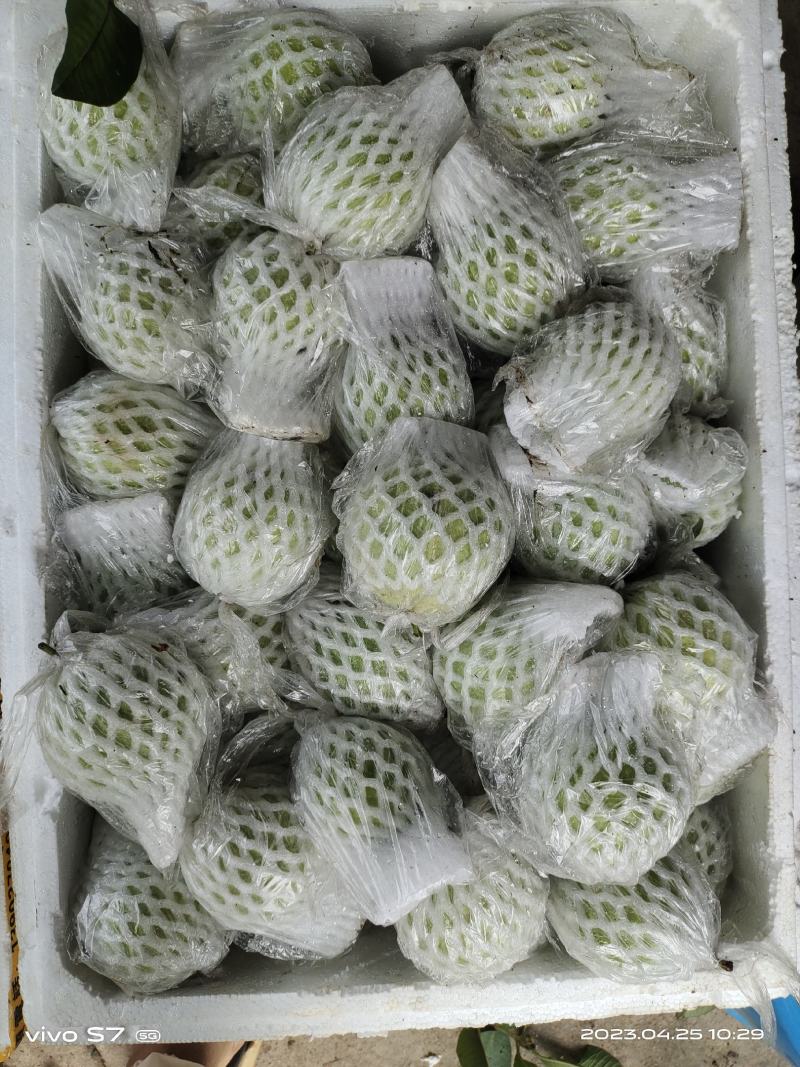 广东，西瓜红，红心番石榴，大量可以供应货量
