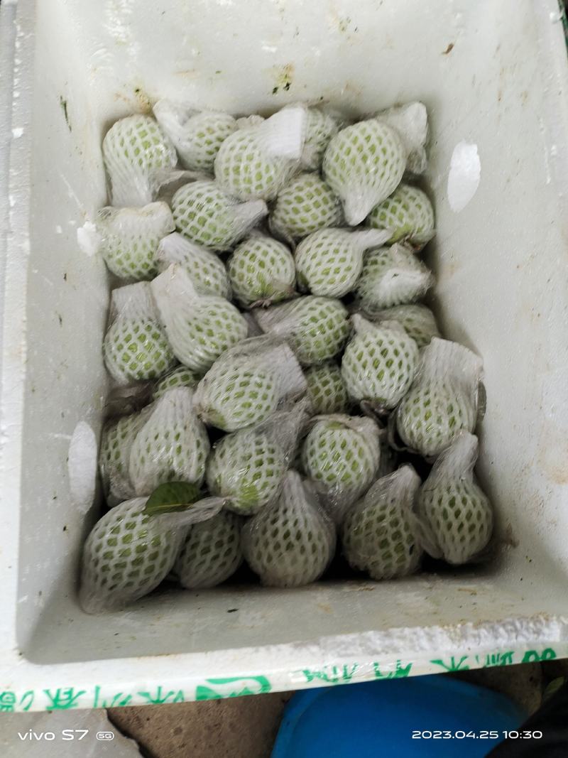 广东，西瓜红，红心番石榴，大量可以供应货量