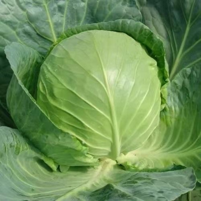 甘蓝大棚甘蓝大量上市货量充足价格稳定欢迎新老客户前来收购