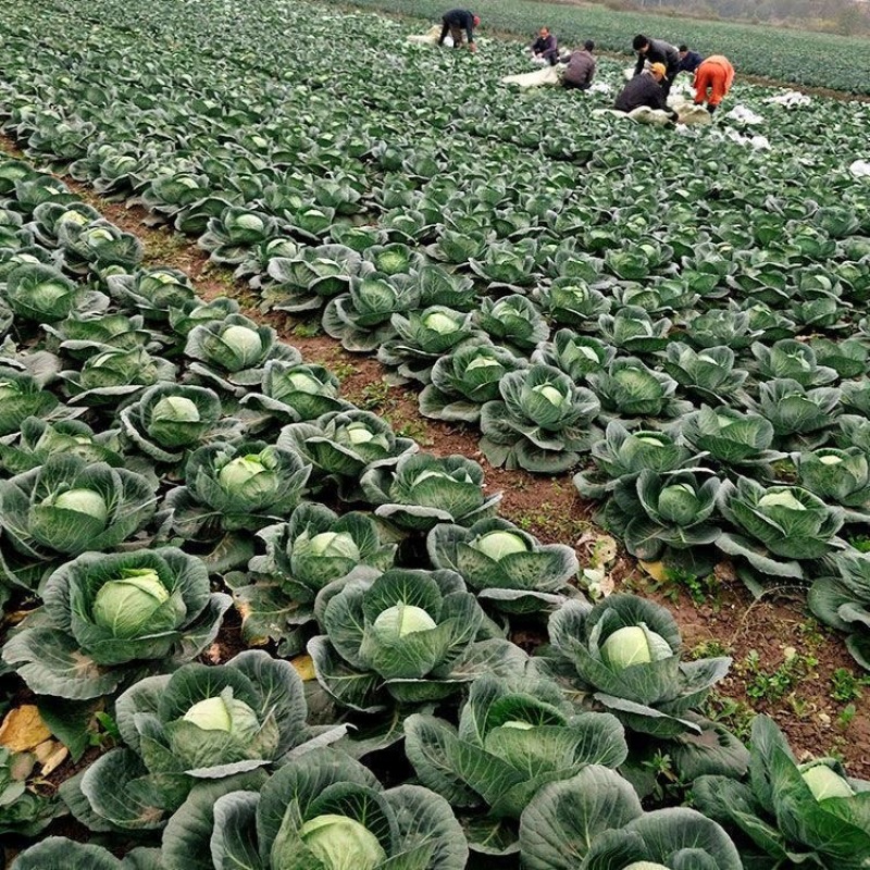 甘蓝大棚甘蓝大量上市货量充足价格稳定欢迎新老客户前来收购