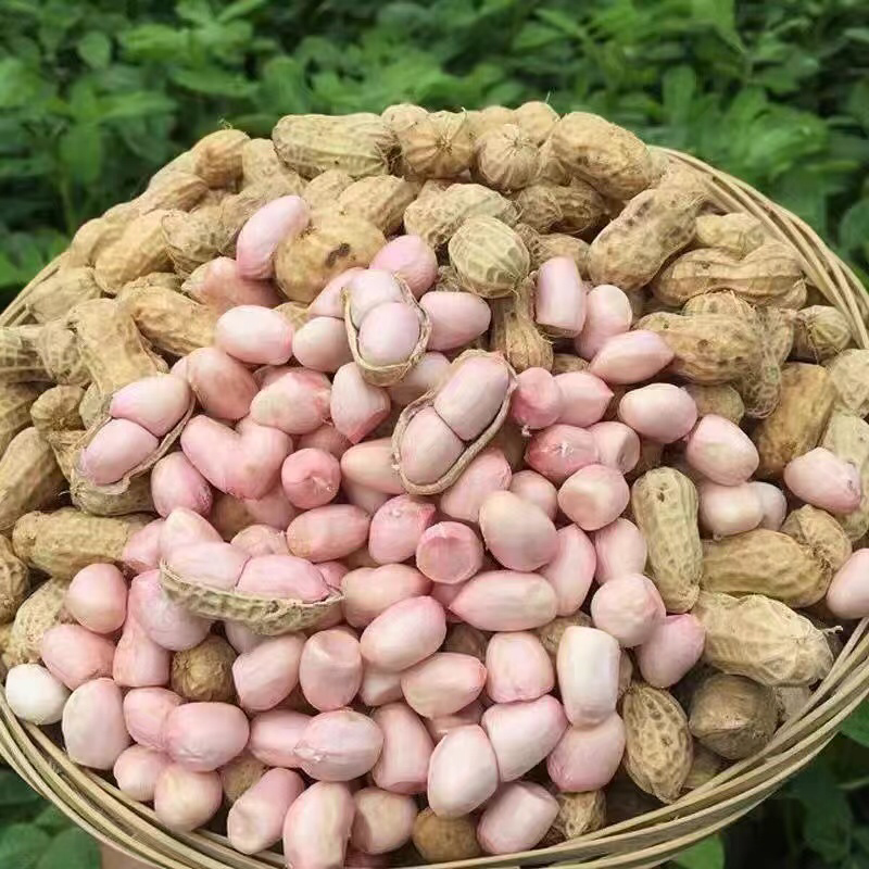 精品鲜花生，货量充足，产地直发，欢迎客商来电咨询