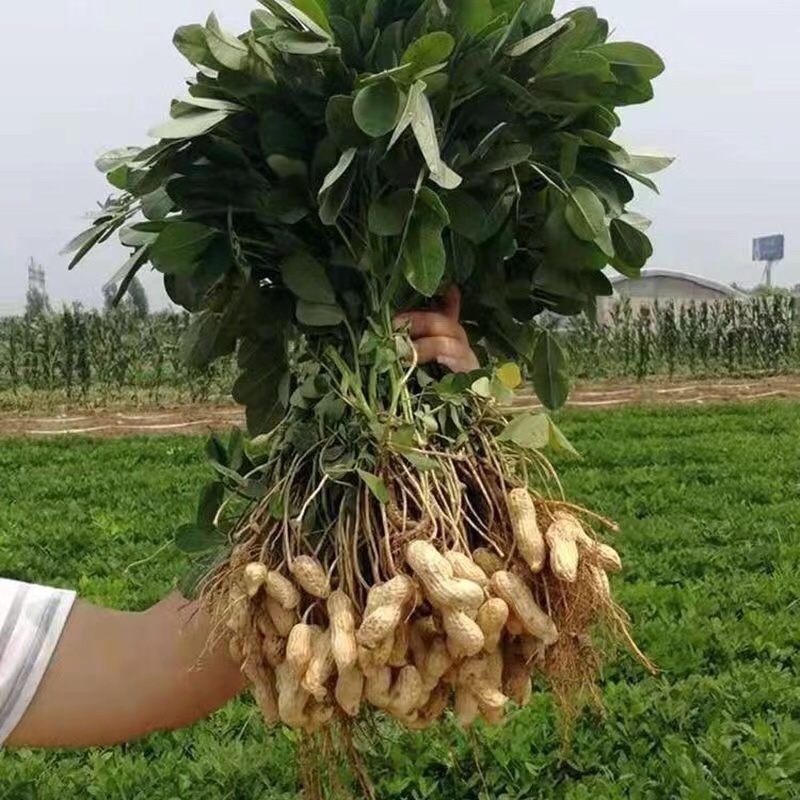精品鲜花生，货量充足，产地直发，欢迎客商来电咨询
