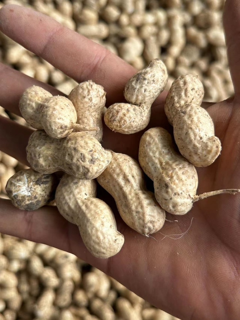 精品鲜花生，货量充足，产地直发，欢迎客商来电咨询