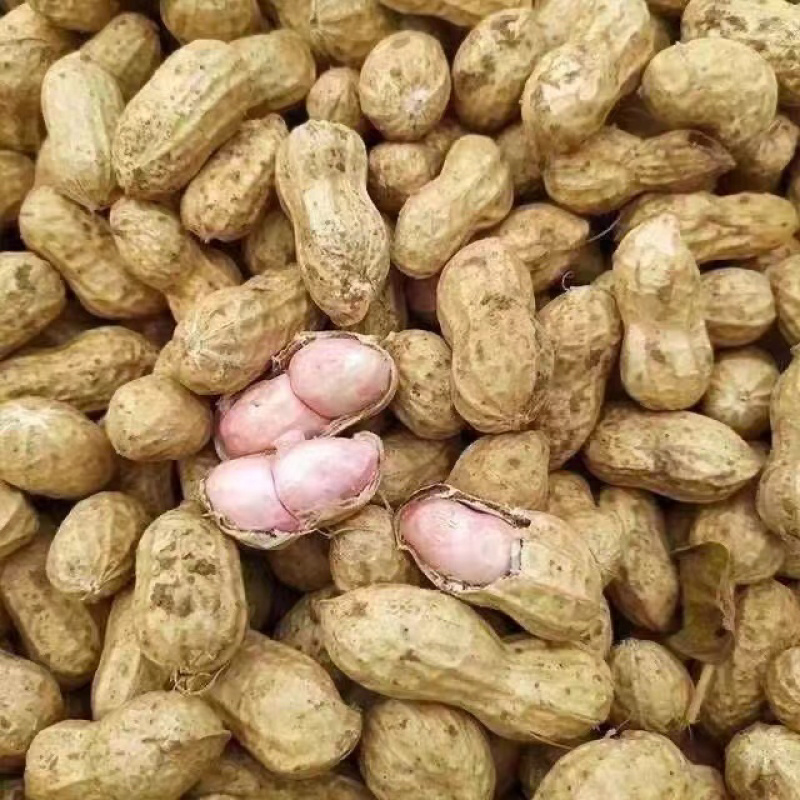 精品鲜花生，货量充足，产地直发，欢迎客商来电咨询